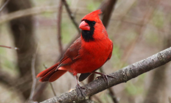 Cardinal
